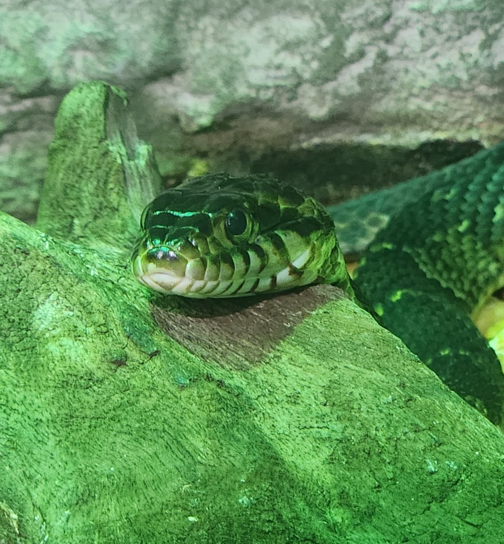 Alabama Aquarium - Nerodia fasciata