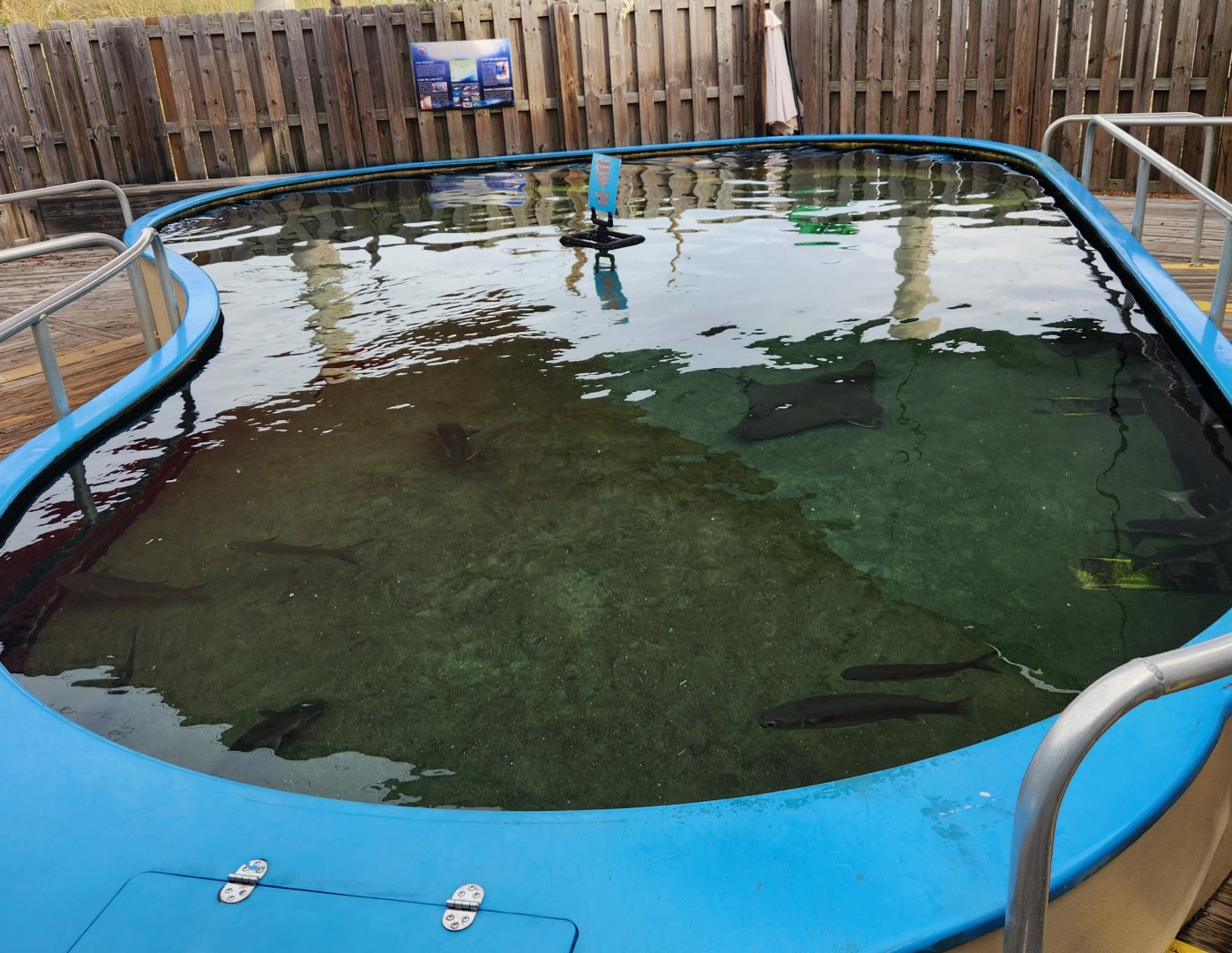 Alabama Aquarium - Ray and shark touch tank