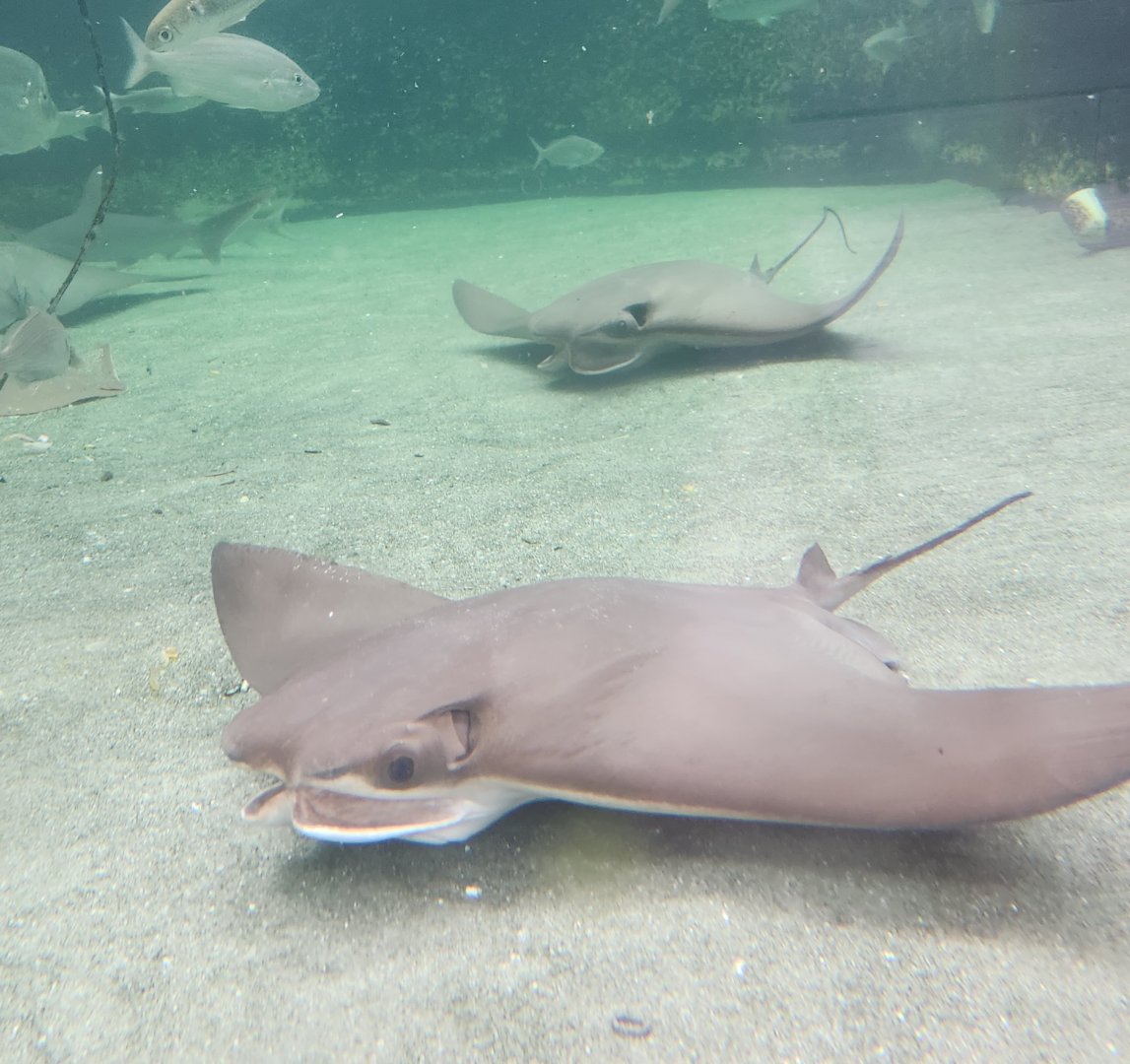 Alabama Aquarium - Rays underwater view