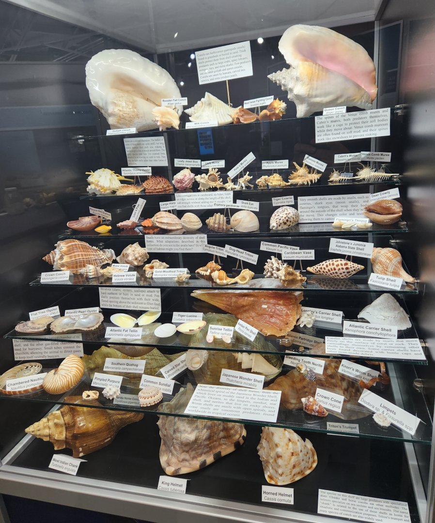 Alabama Aquarium - Shell display