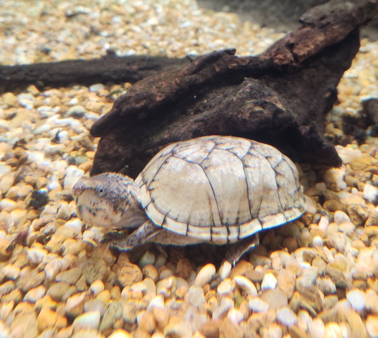 Alabama Aquarium - Sternotherus minor