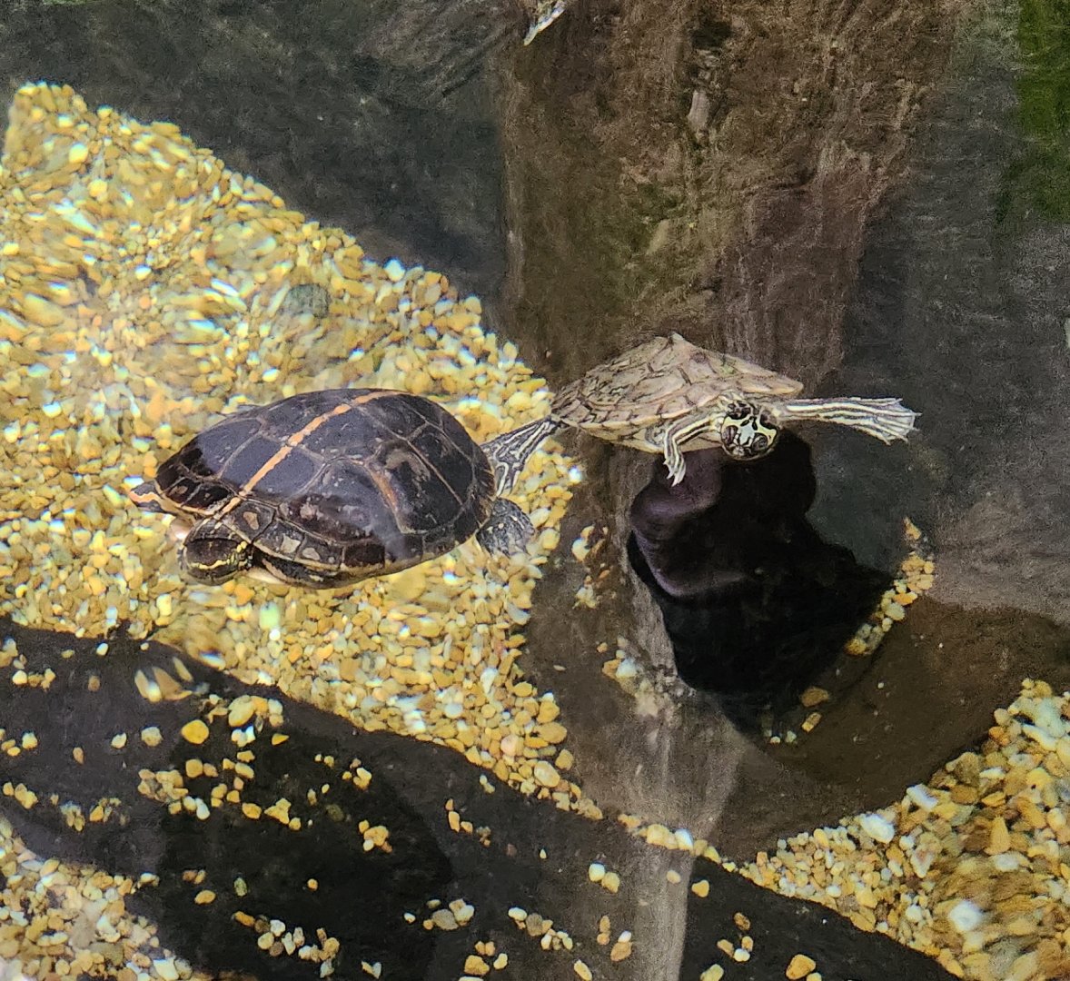 Alabama Aquarium - Turtles