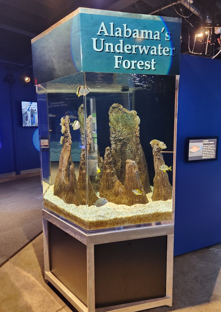 Alabama Aquarium - Underwater forest exhibit