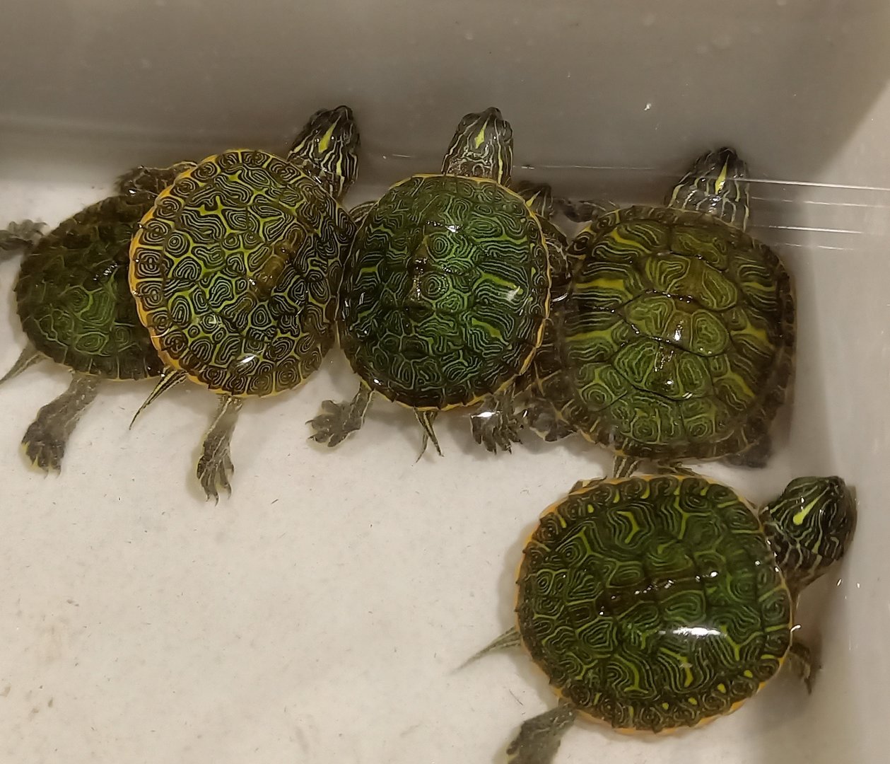 Alabama cooter - Pseudemys alabamensis