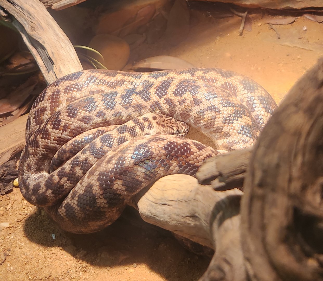Alabama Gulf Coast Zoo - Antaresia maculosa
