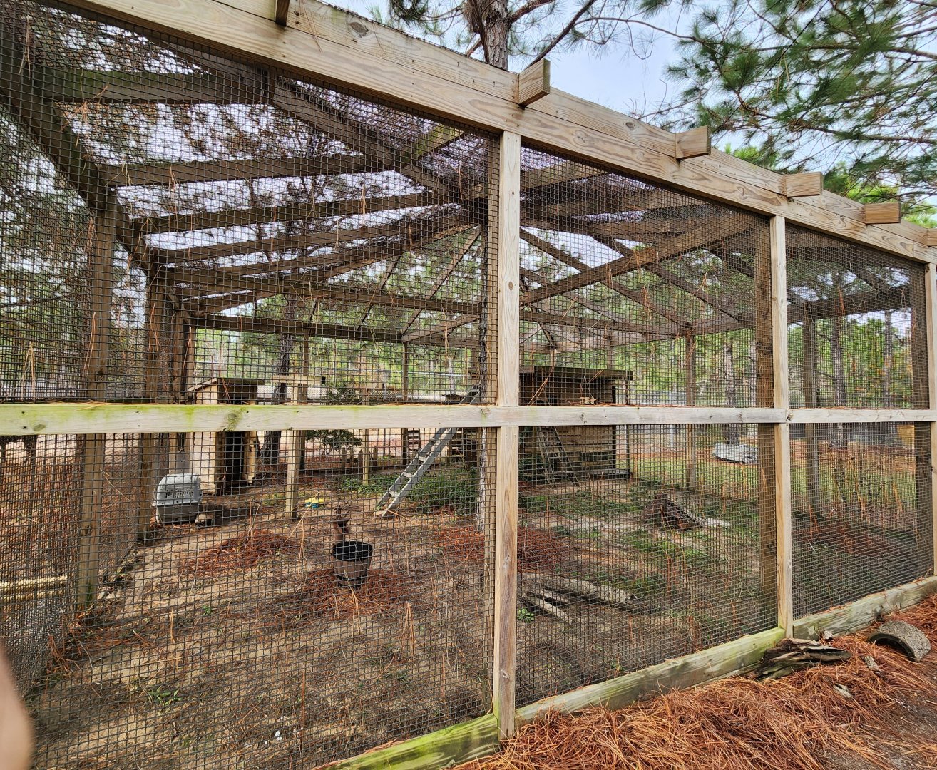 Alabama Gulf Coast Zoo - Bobcat enclosure