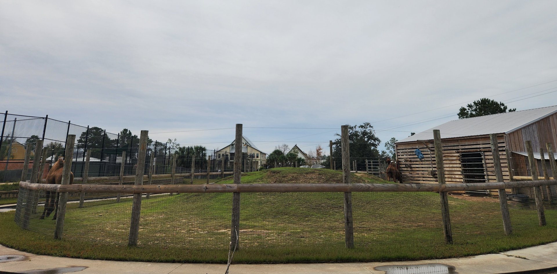 Alabama Gulf Coast Zoo - Camel/Watusi yard