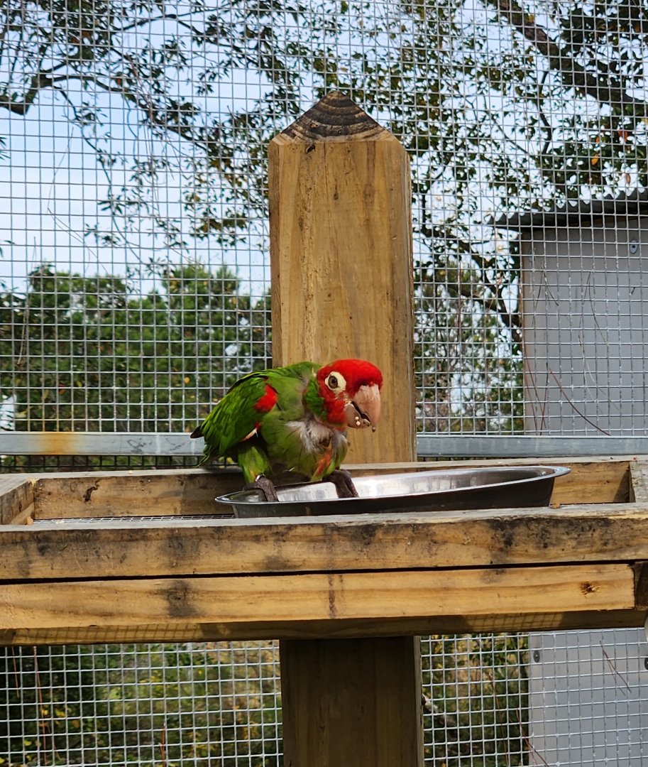 Alabama Gulf Coast Zoo - Cherry-headed Conure