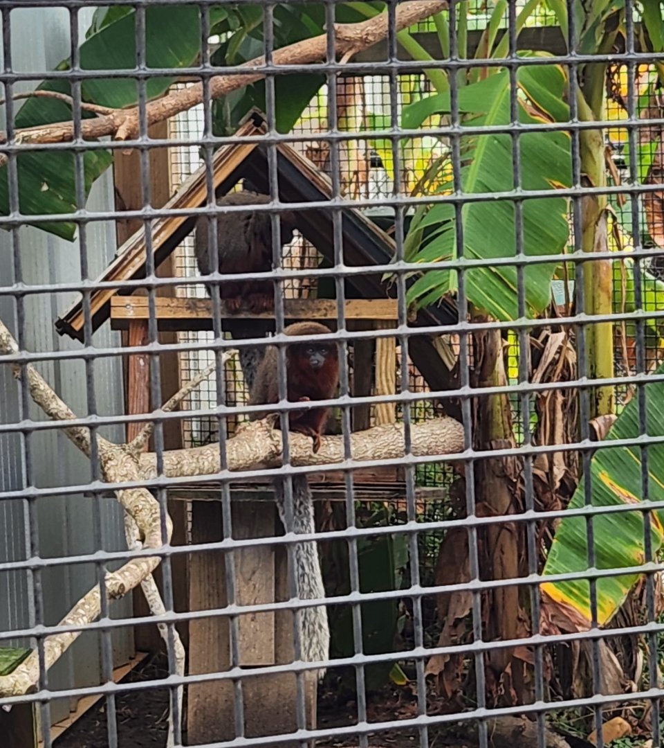 Alabama Gulf Coast Zoo - Coppery Titi