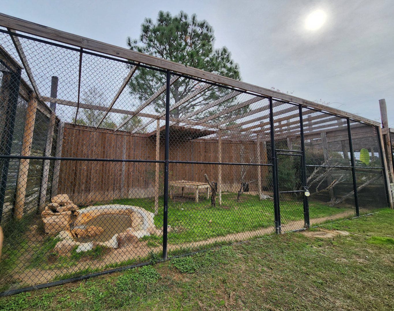 Alabama Gulf Coast Zoo - Eurasian Lynx enclosure