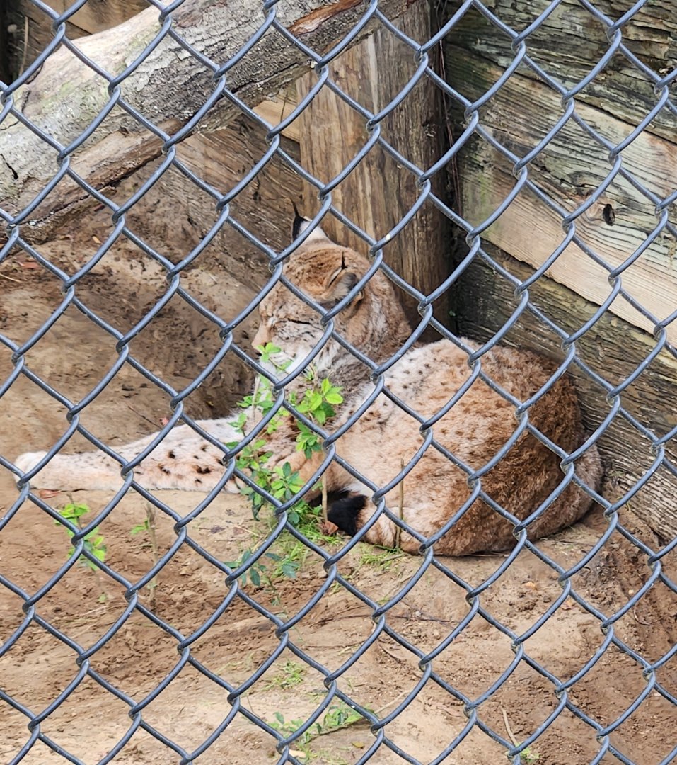Alabama Gulf Coast Zoo - Eurasian Lynx