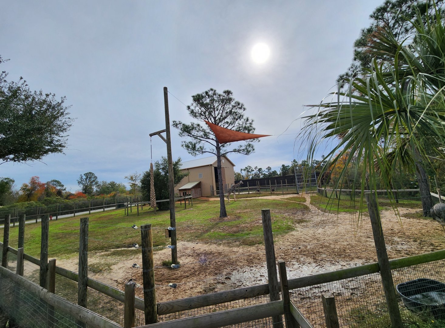 Alabama Gulf Coast Zoo - Giraffe yard