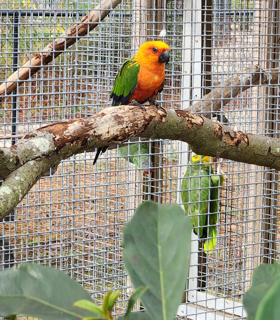 Alabama Gulf Coast Zoo - Jandaya Parakeet