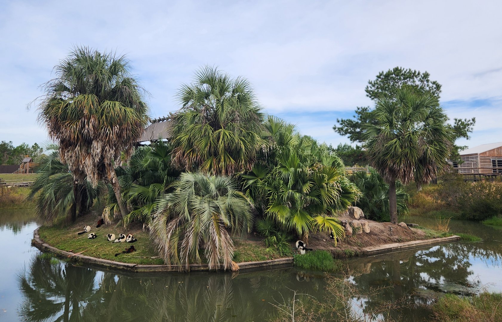 Alabama Gulf Coast Zoo - Lemur island exhibit