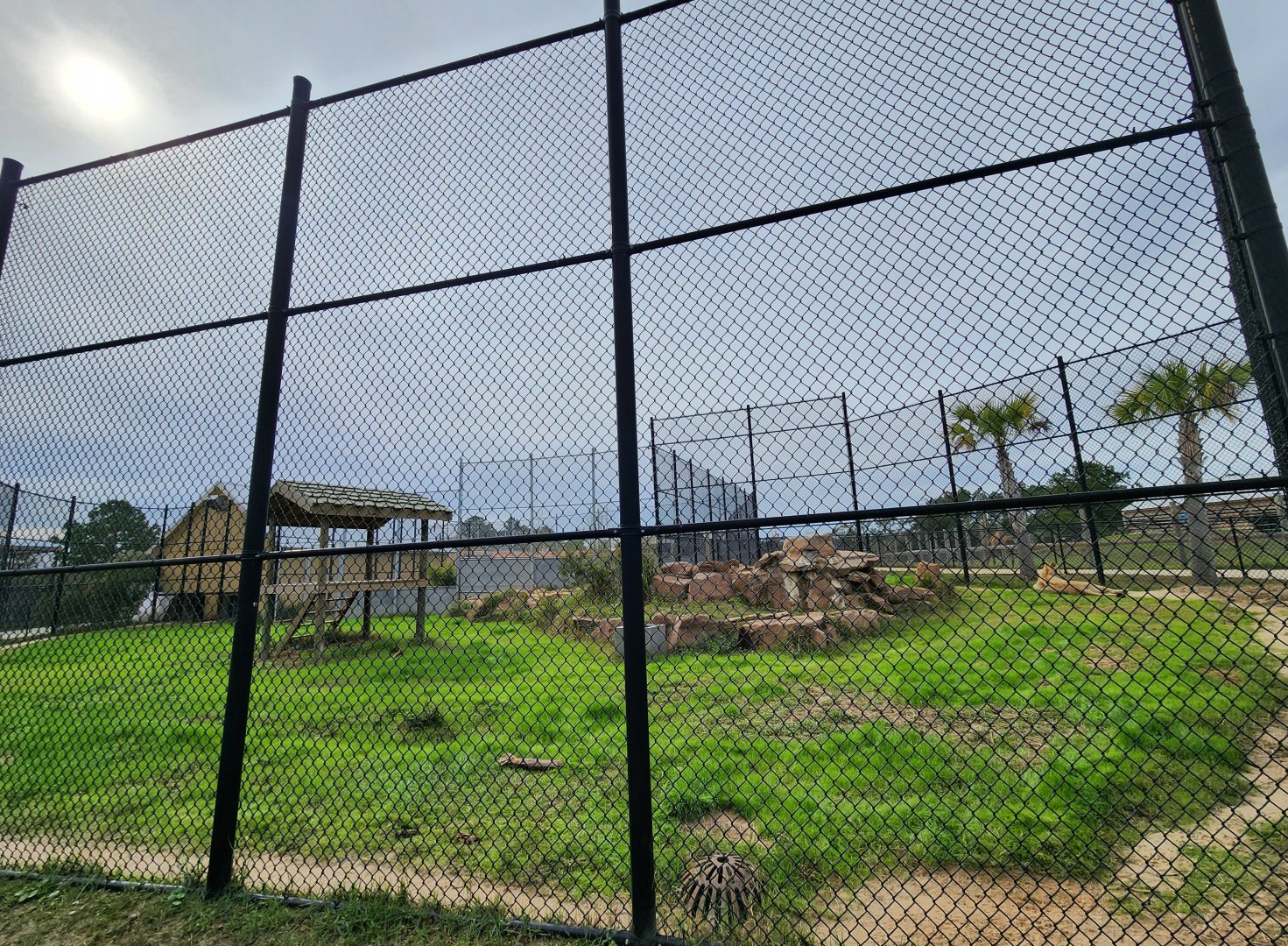 Alabama Gulf Coast Zoo - Lion yard
