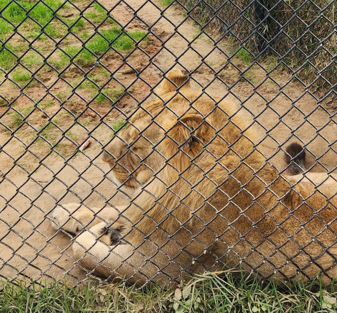 Alabama Gulf Coast Zoo - Lion