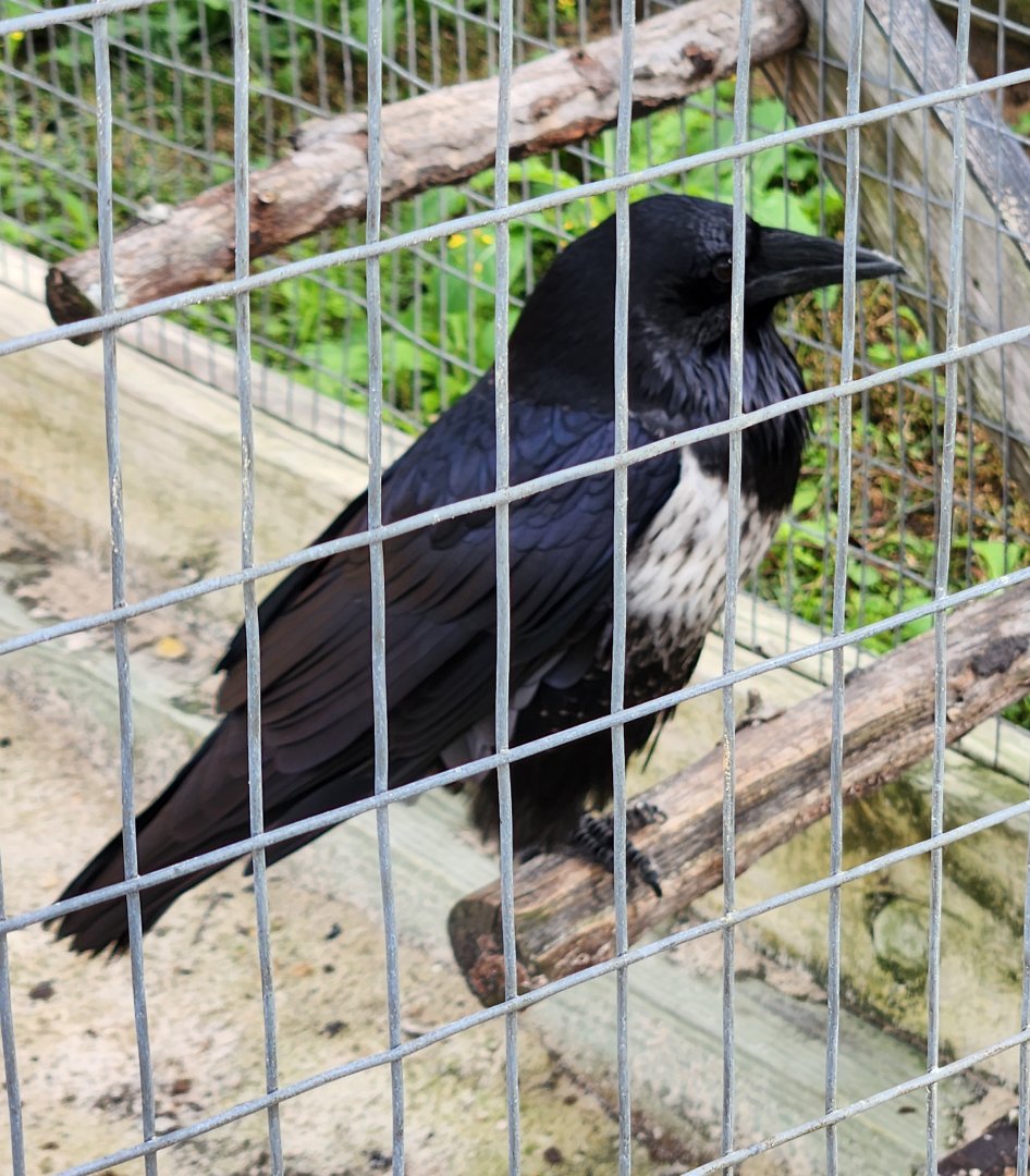 Alabama Gulf Coast Zoo - Pied Crow