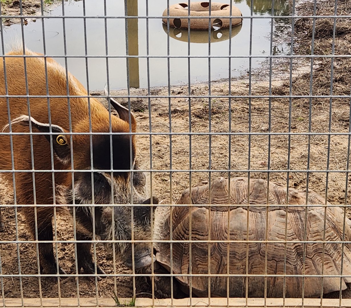 Alabama Gulf Coast Zoo - Red River Hog and tortoise