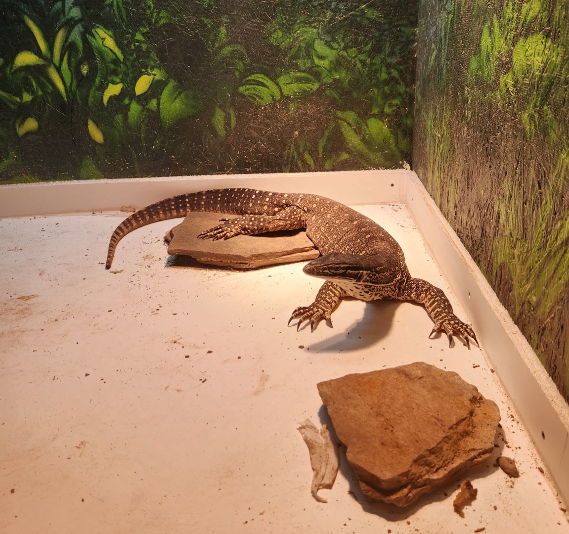 Alabama Gulf Coast Zoo - Varanus panoptes