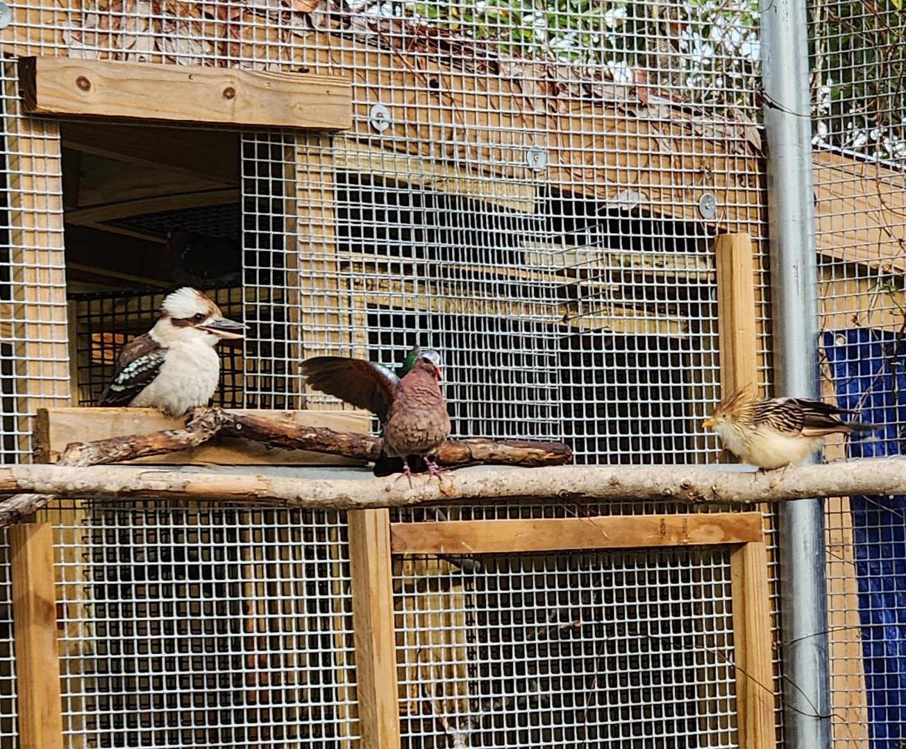 Alabama Gulf Coast Zoo - Various aviary birds