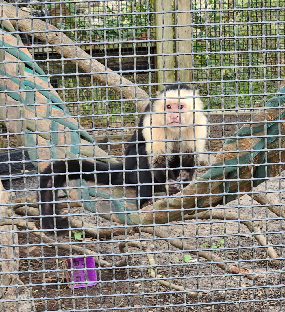 Alabama Gulf Coast Zoo - White-headed Capuchin