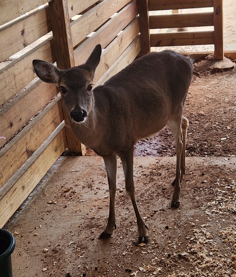 Alabama Gulf Coast Zoo - White-tailed Deer (inside petting area)