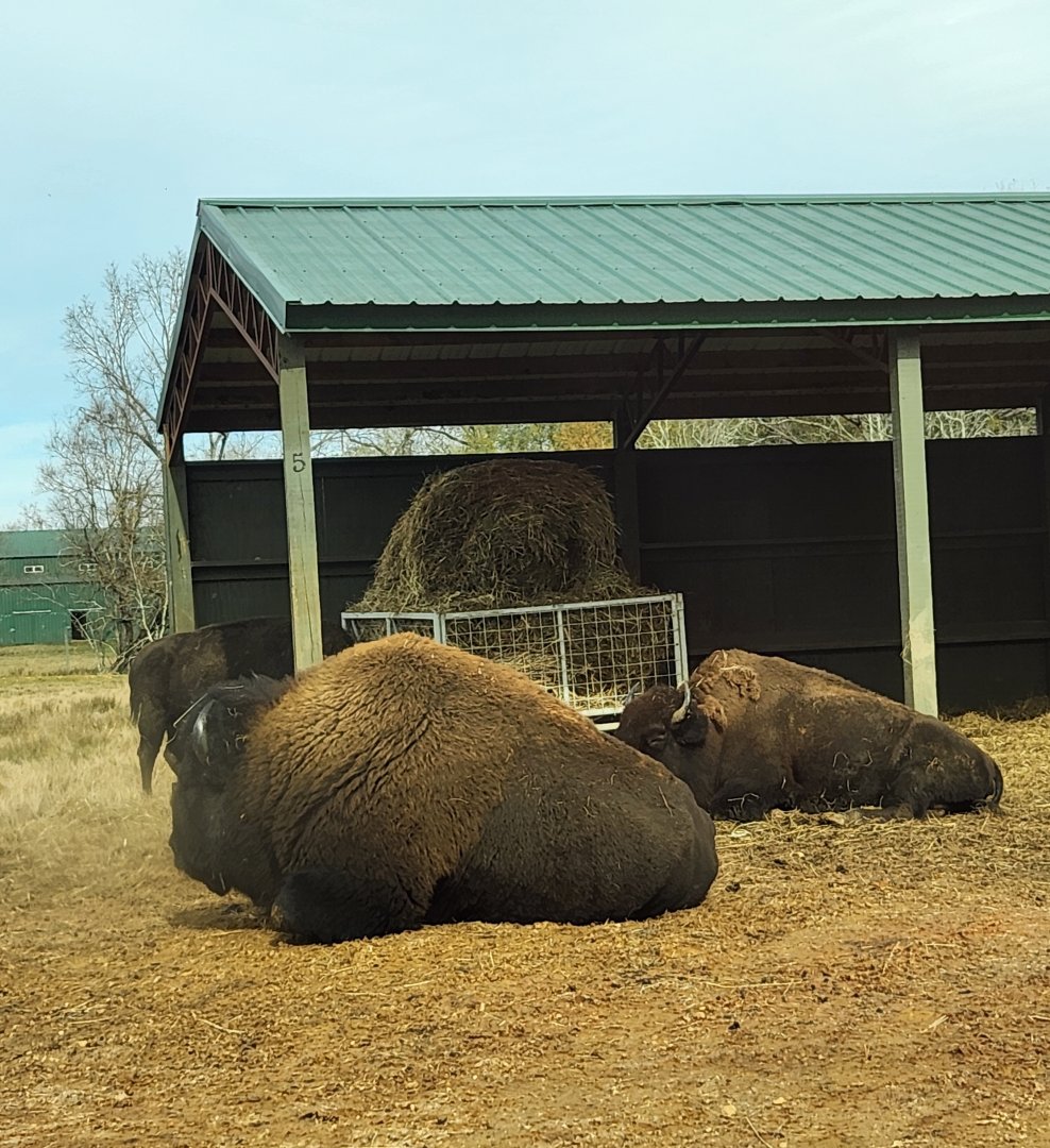 Alabama Safari Park - American Bison