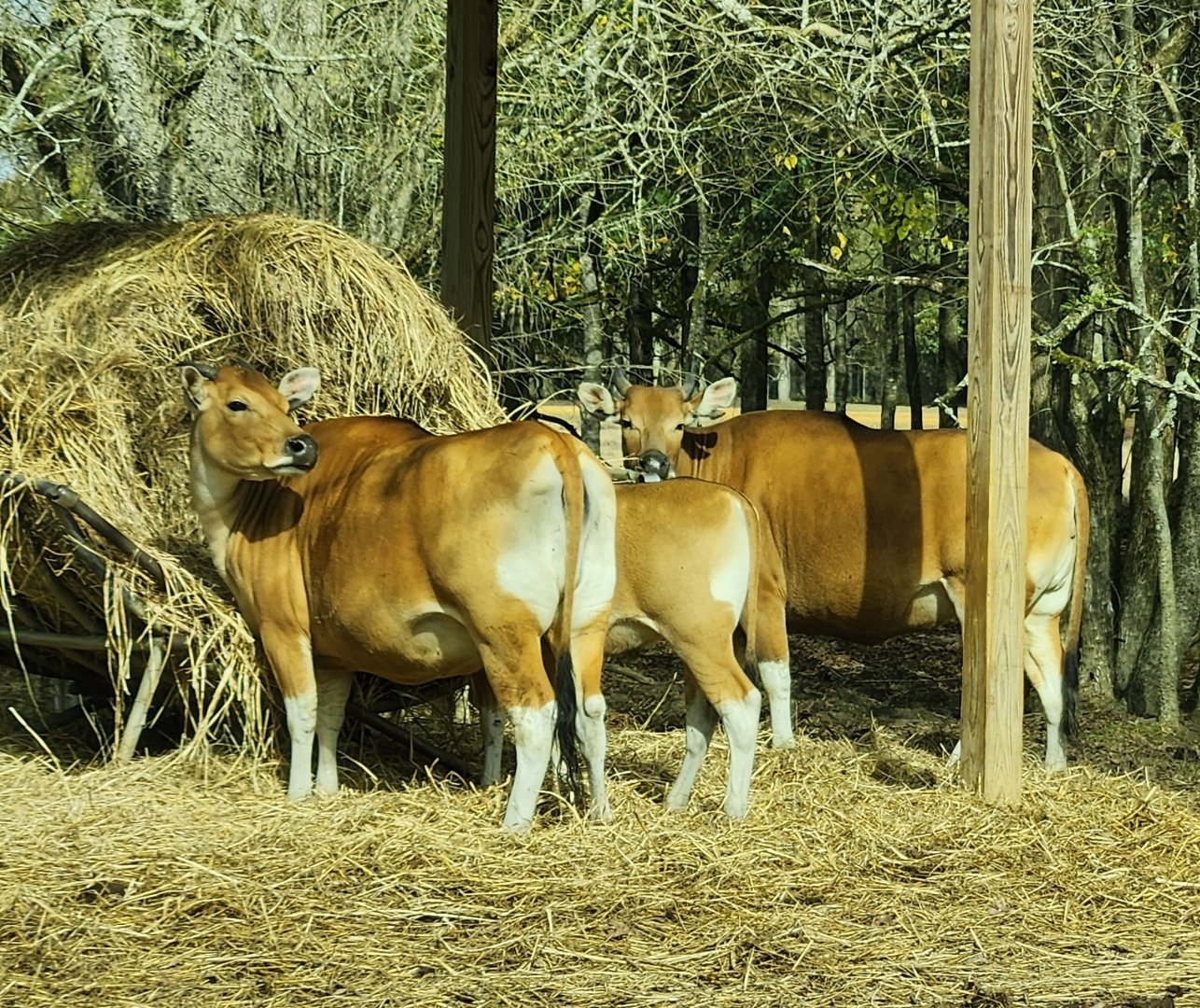 Alabama Safari Park - Banteng cows