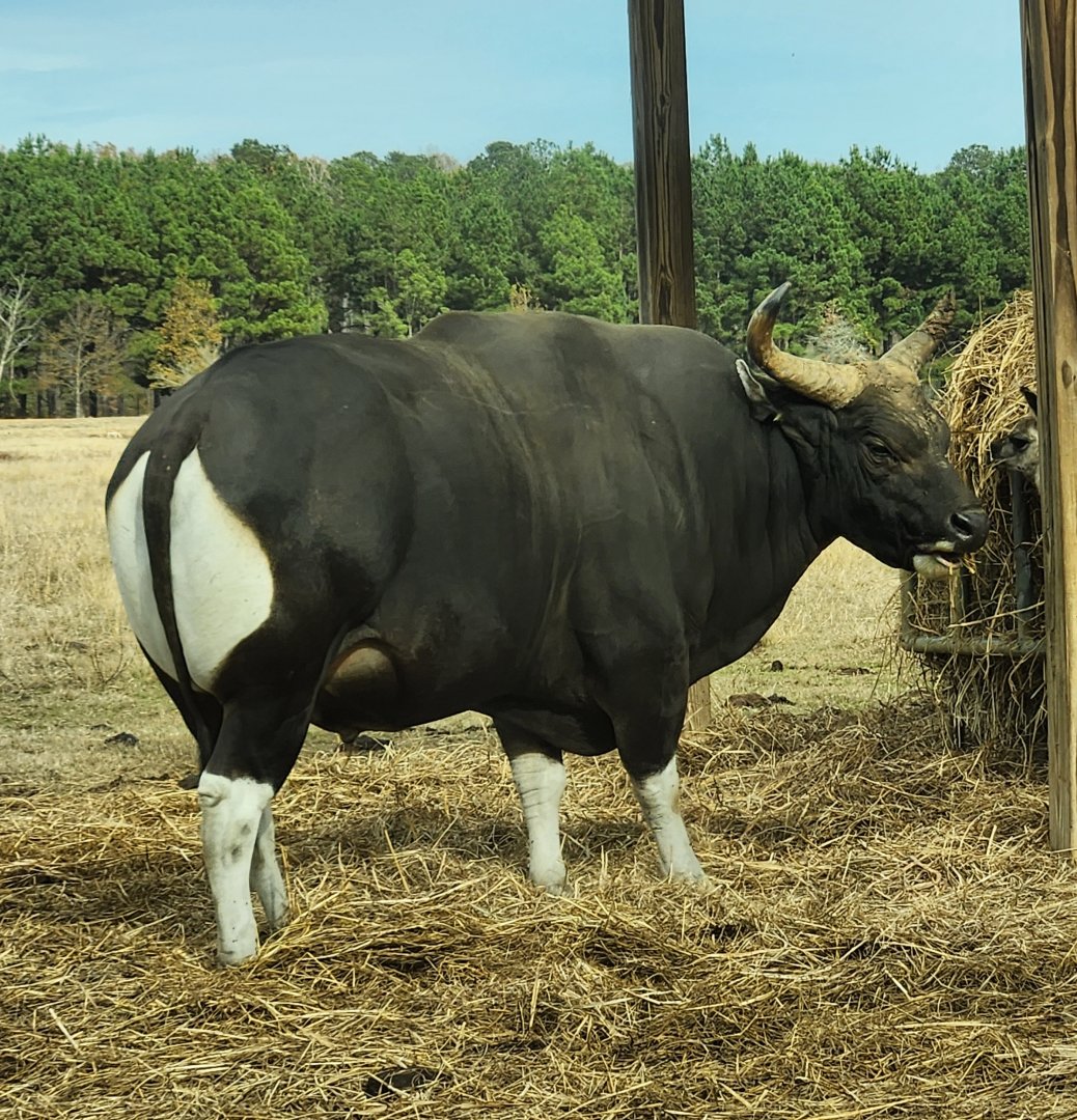 Alabama Safari Park - Banteng