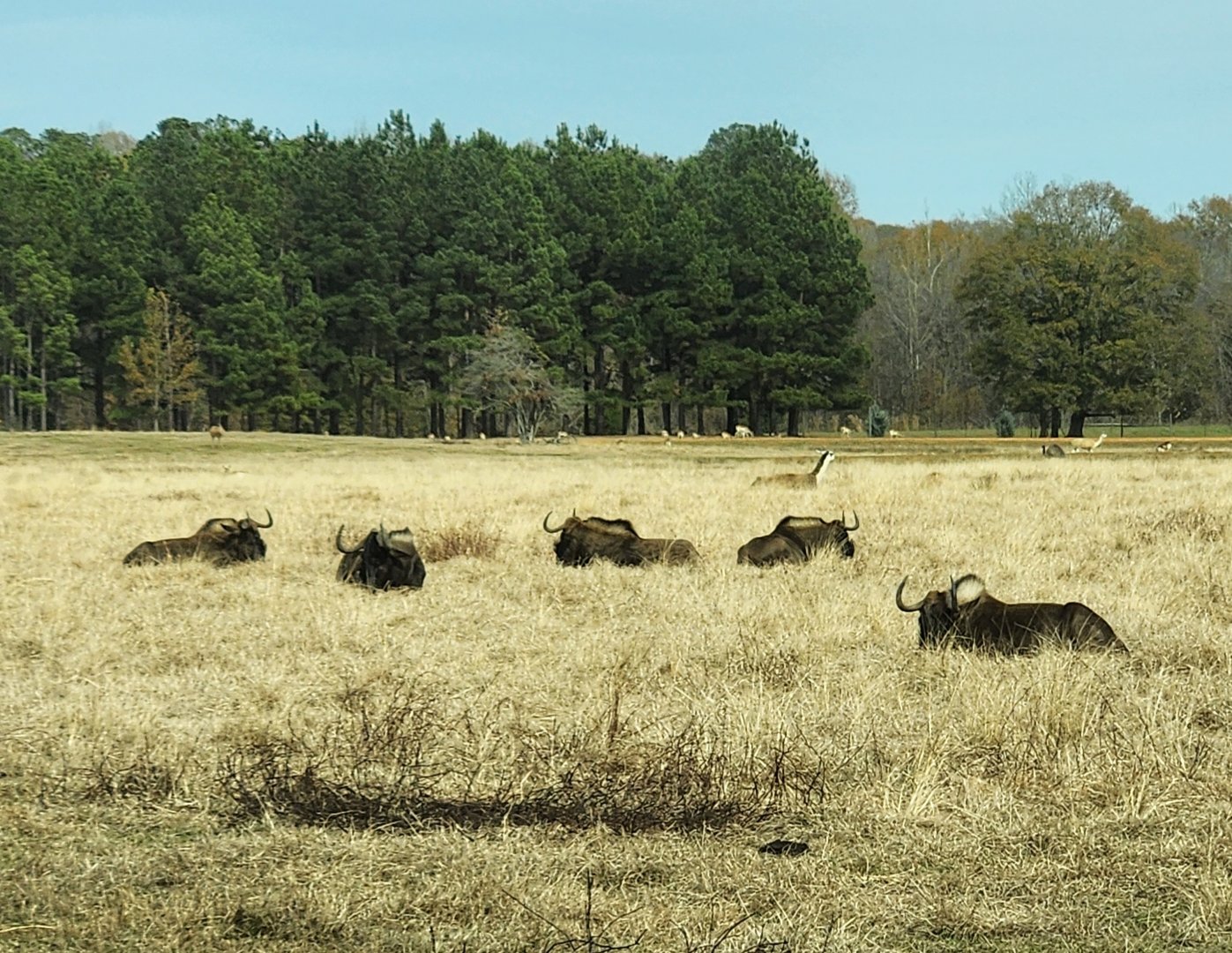 Alabama Safari Park - Black Wildebeest herd