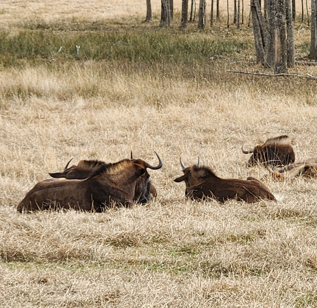Alabama Safari Park - Black Wildebeest