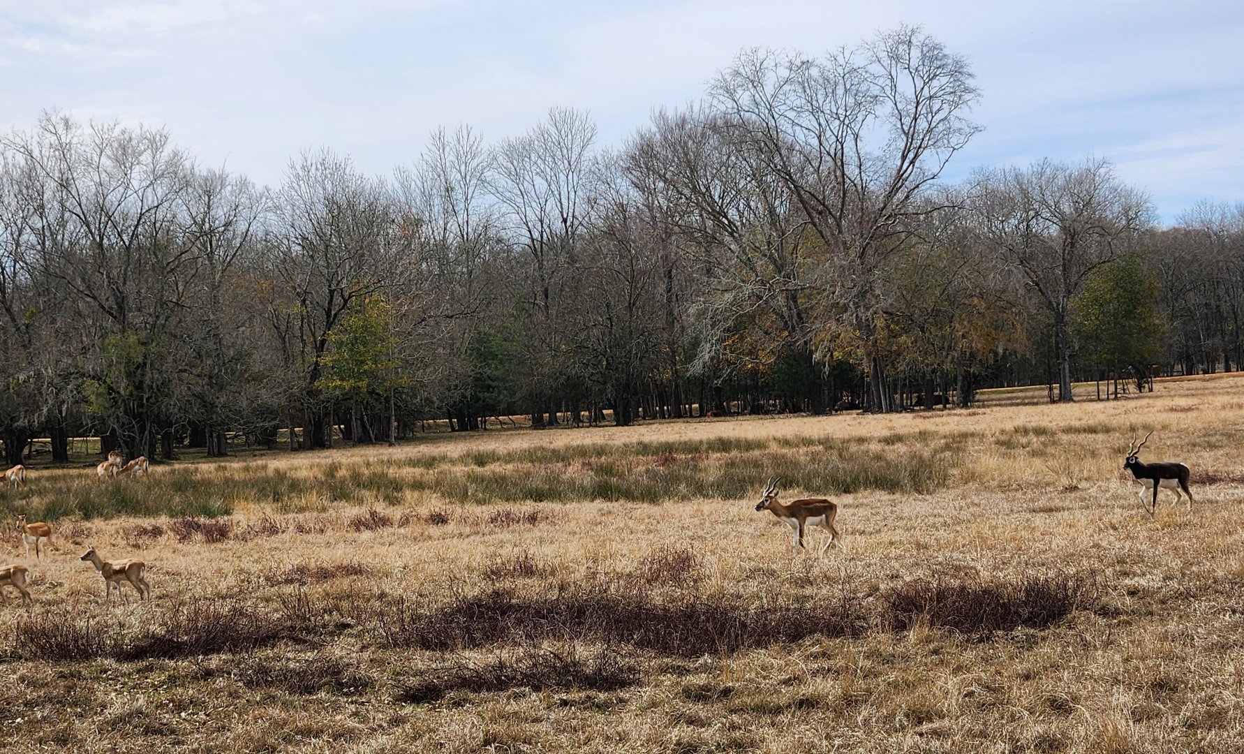 Alabama Safari Park - Blackbuck herd