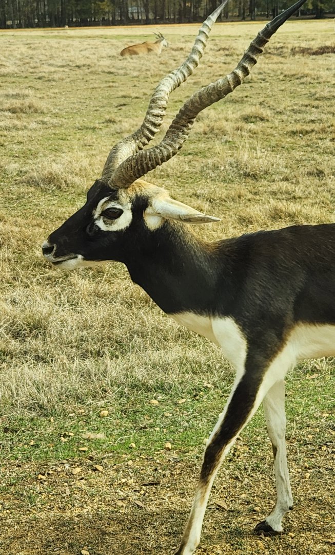 Alabama Safari Park - Blackbuck