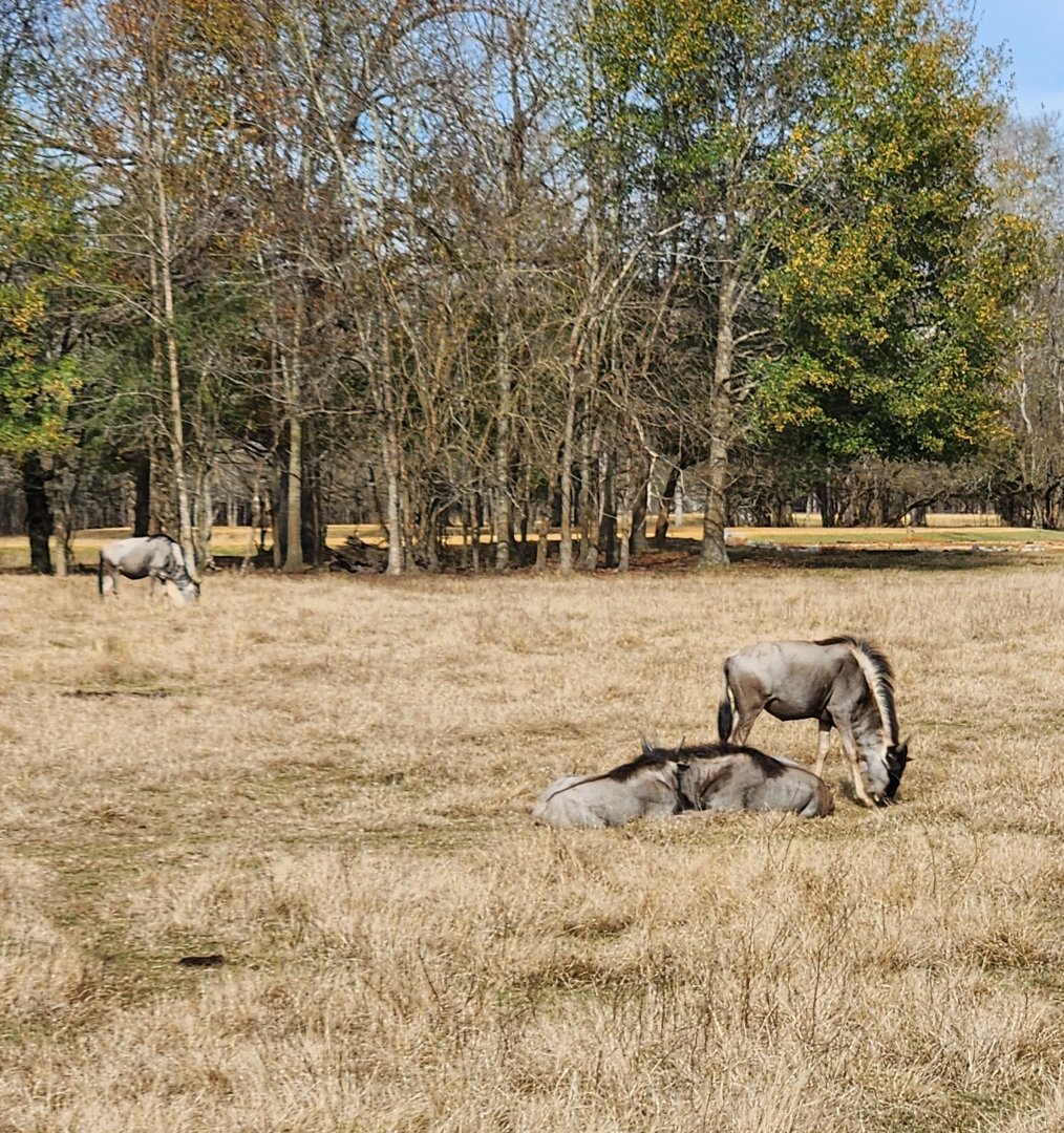 Alabama Safari Park - Blue Wildebeest