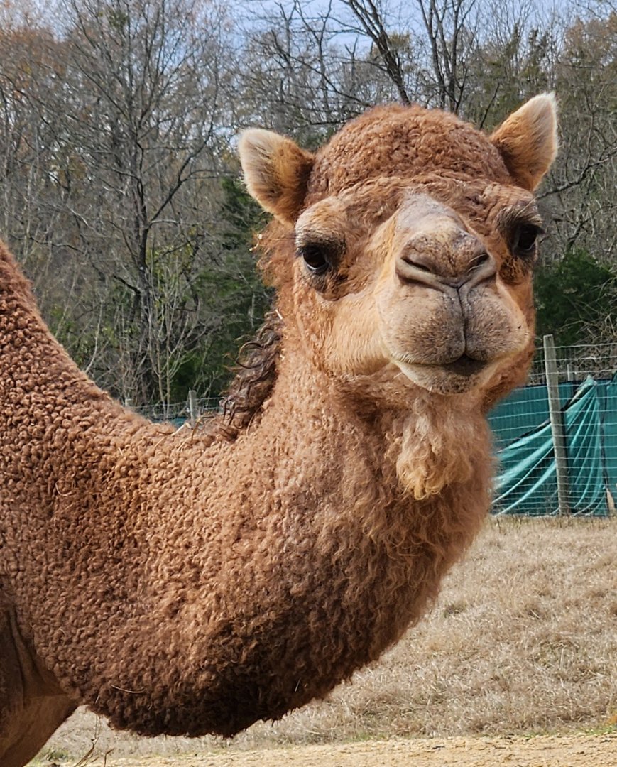 Alabama Safari Park - Dromedary