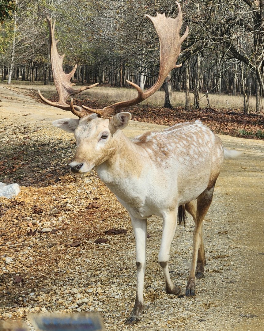 Alabama Safari Park - Fallow Deer