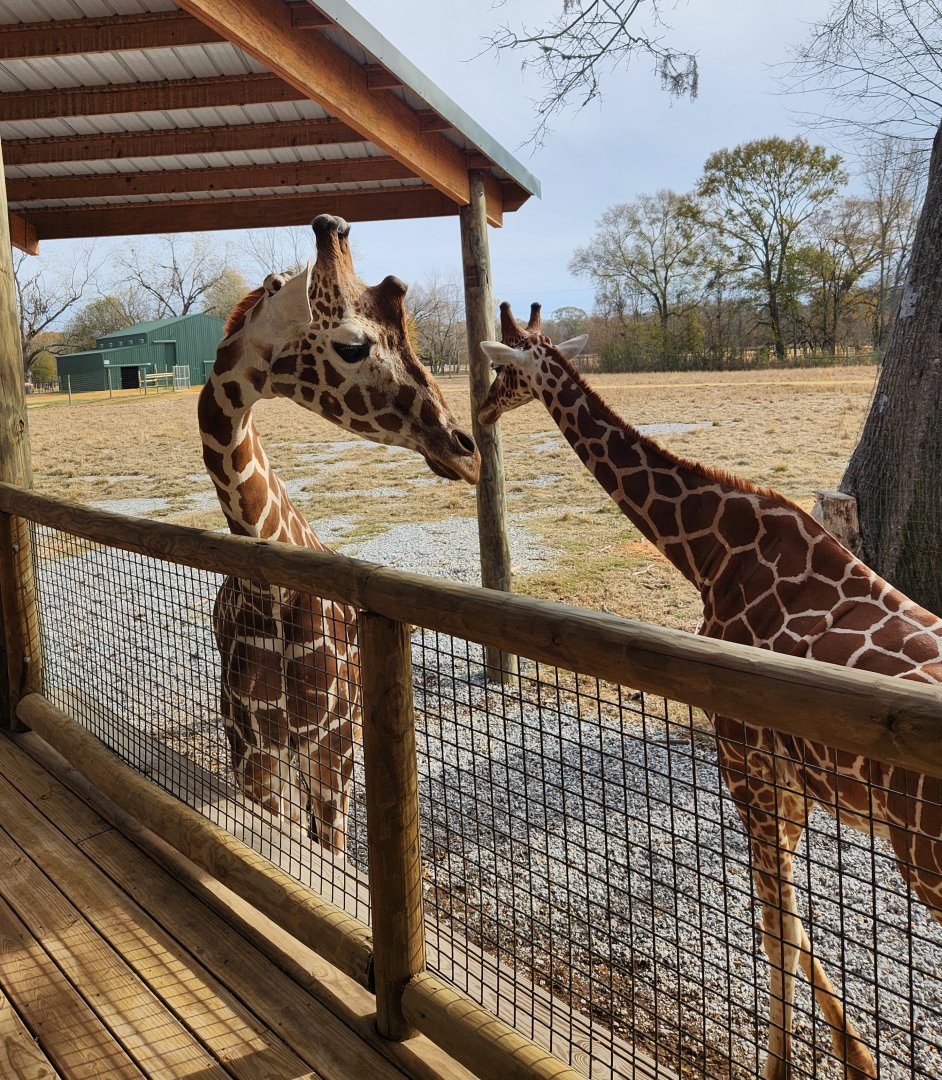Alabama Safari Park - Giraffes near deck