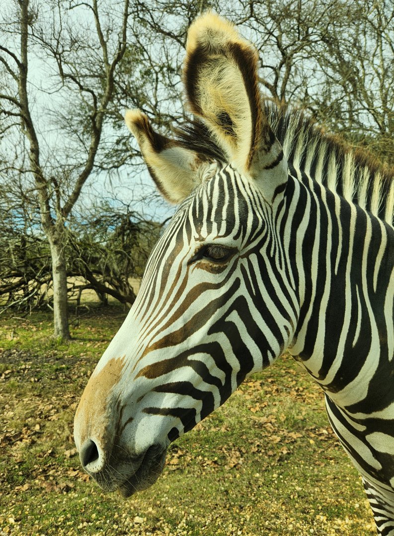 Alabama Safari Park - Grevy's Zebra closeup