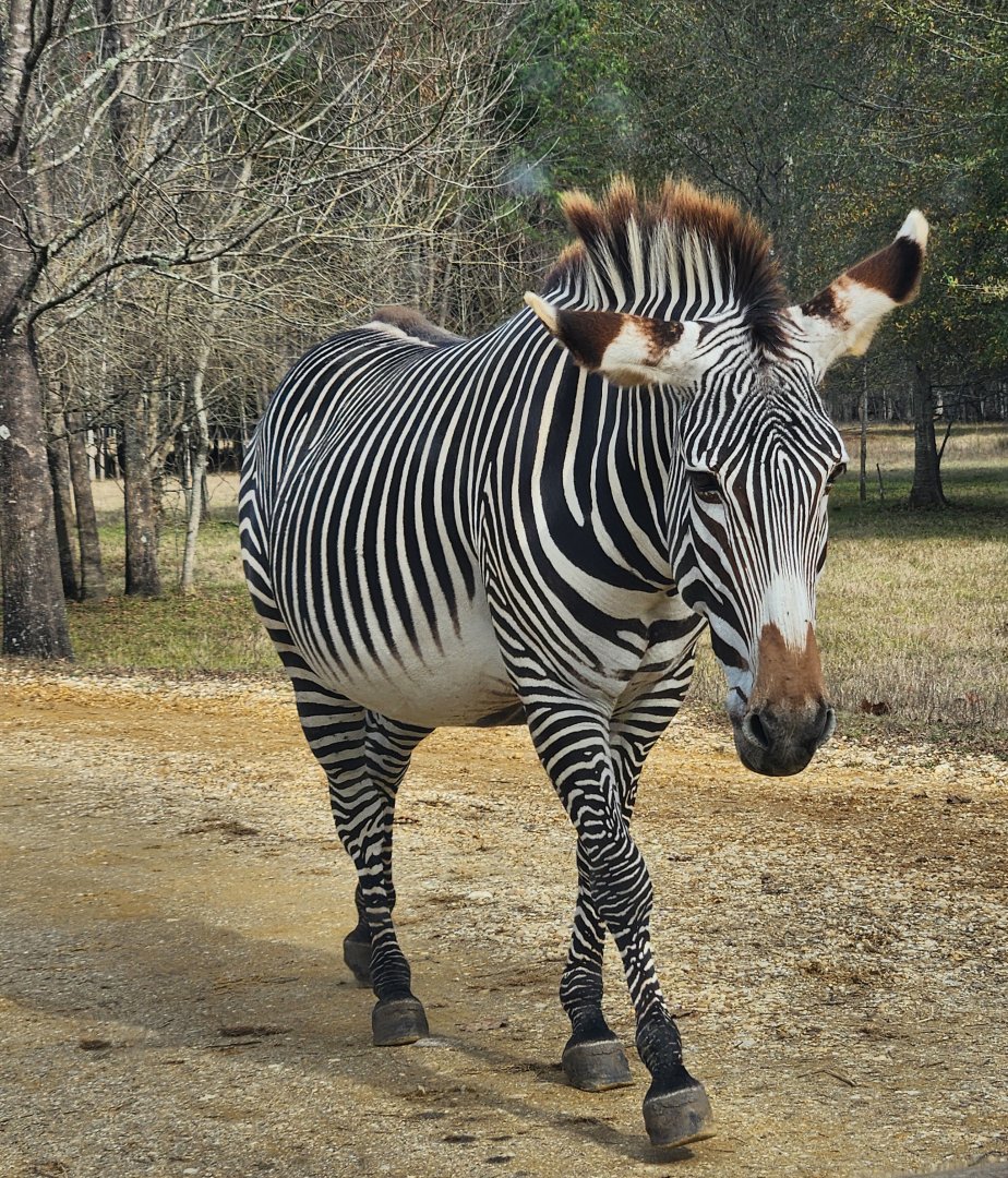 Alabama Safari Park - Grevy's Zebra