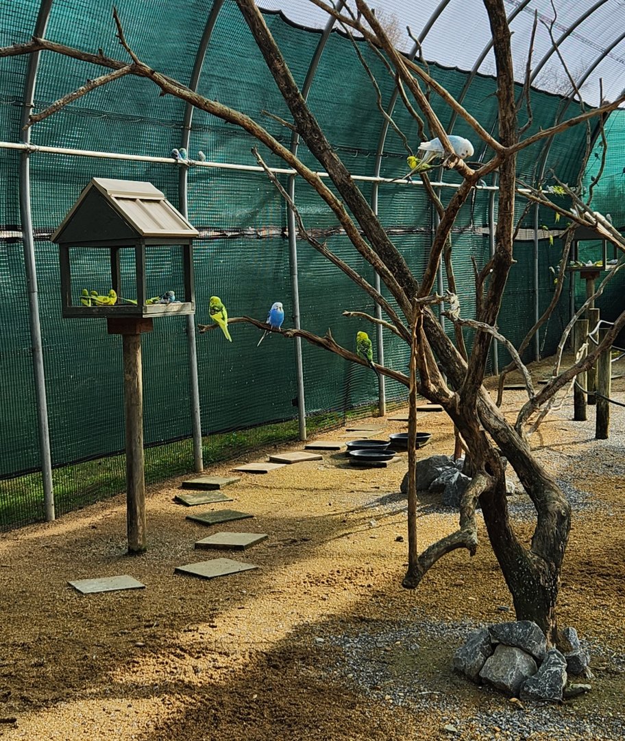 Alabama Safari Park - Inside the budgie aviary