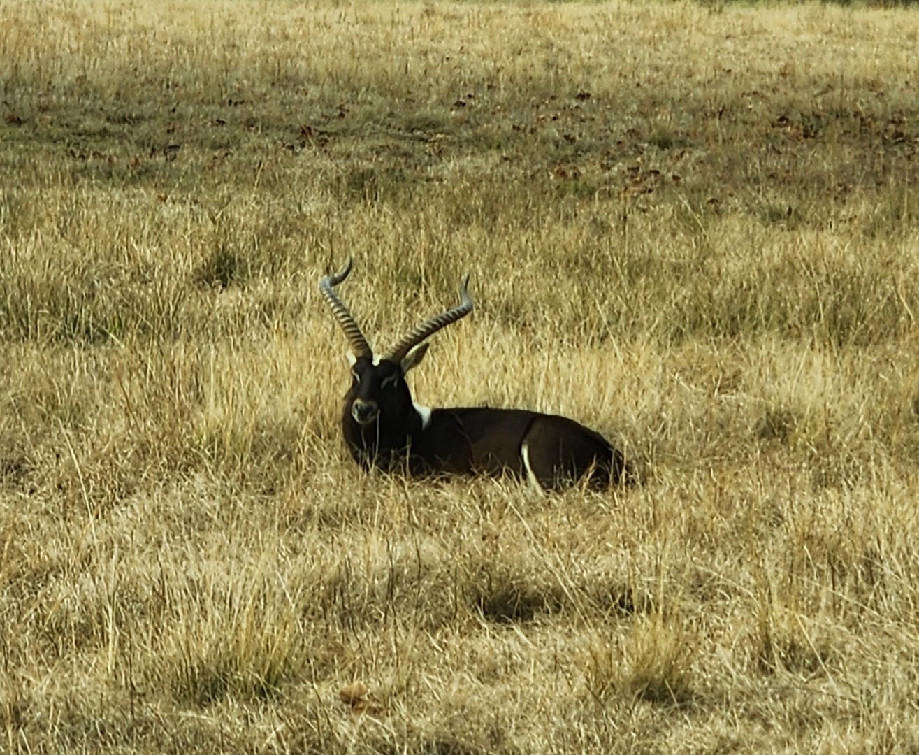 Alabama Safari Park - Nile Lechwe