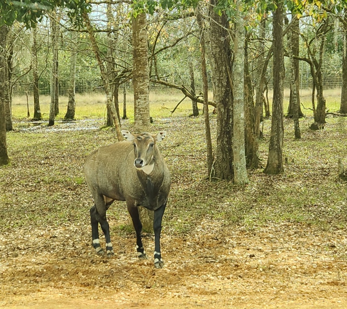 Alabama Safari Park - Nilgai
