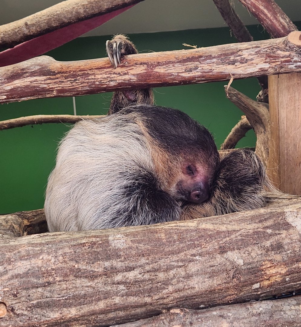 Alabama Safari Park - Northern Two-toed Sloth