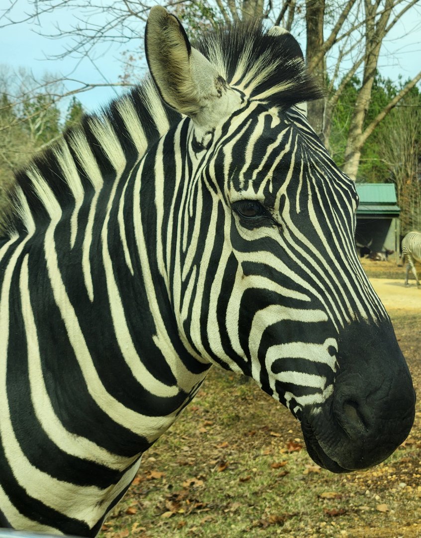 Alabama Safari Park - Plains Zebra closeup