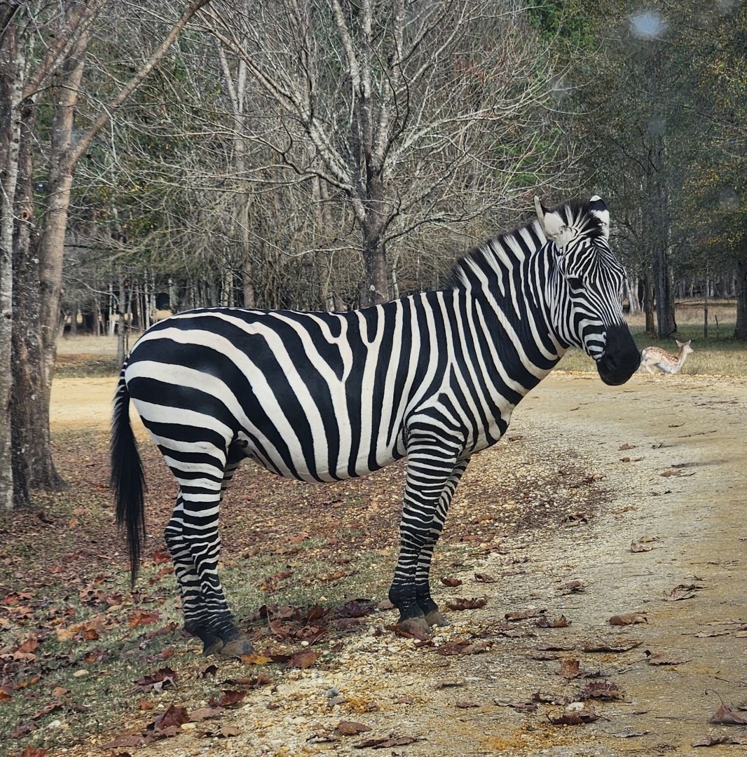 Alabama Safari Park - Plains Zebra