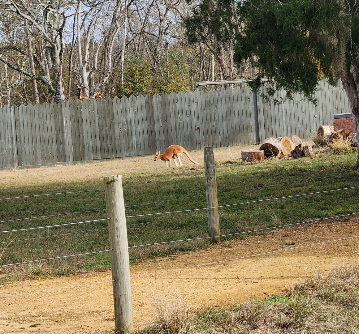 Alabama Safari Park - Red Kangaroo