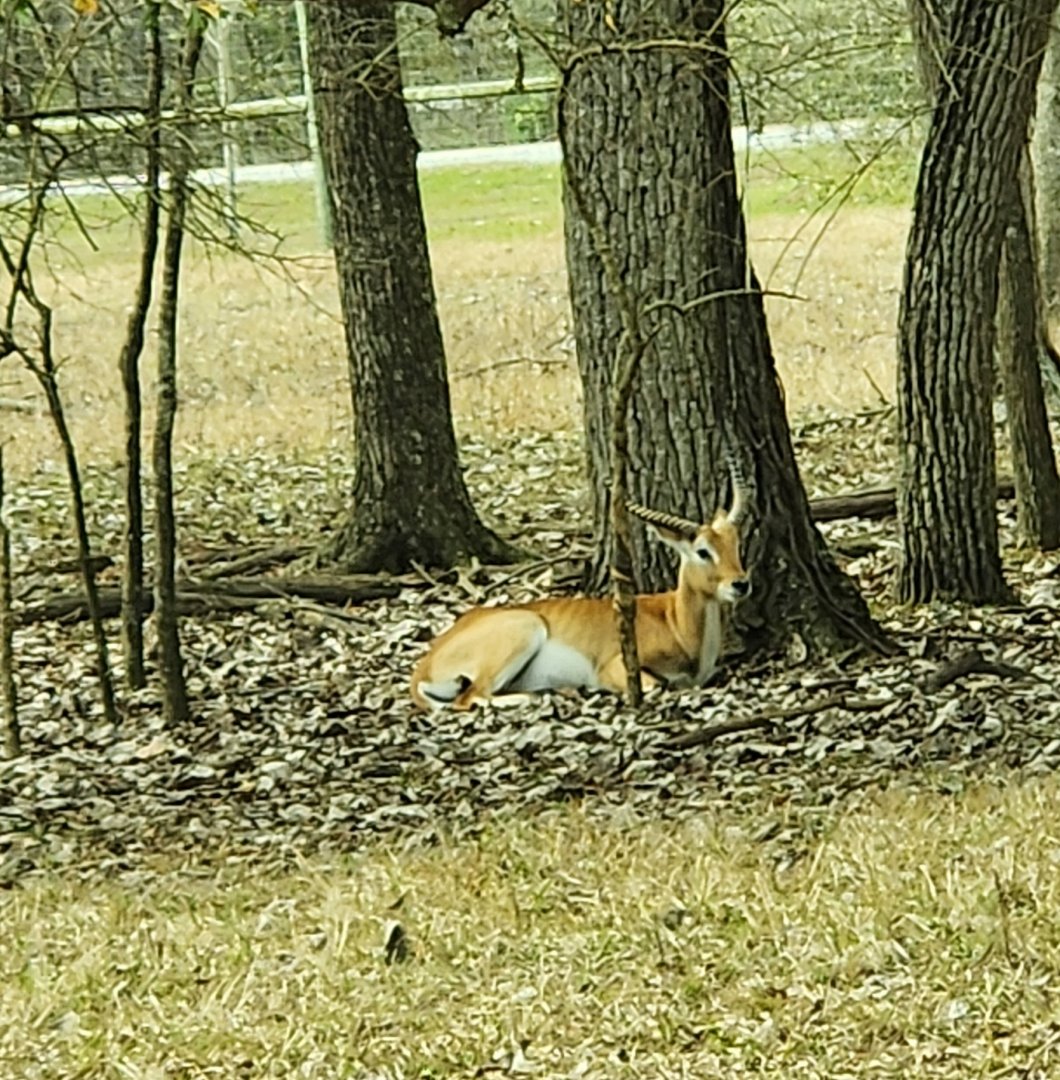 Alabama Safari Park - Red Lechwe