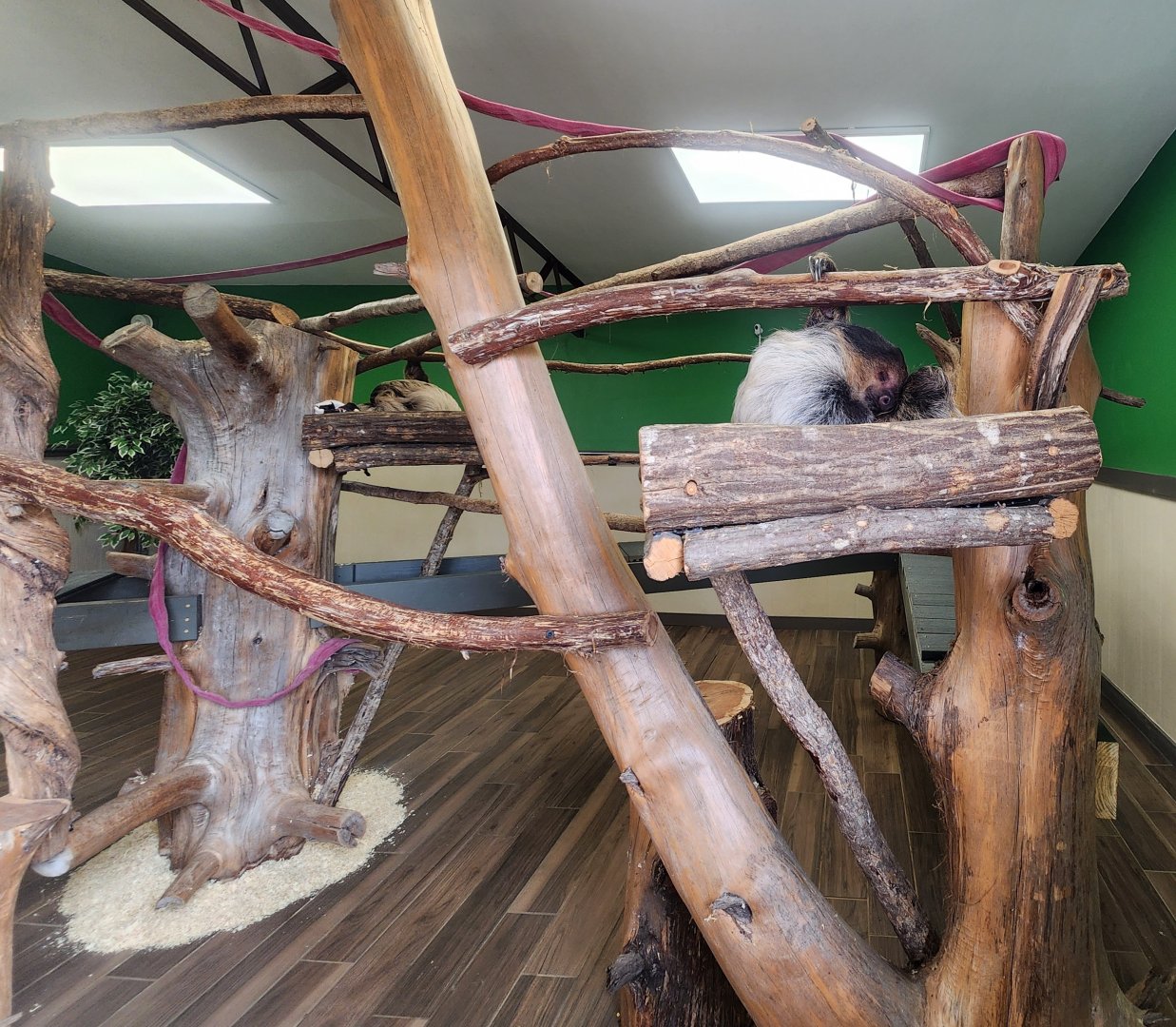 Alabama Safari Park - Sloth exhibit