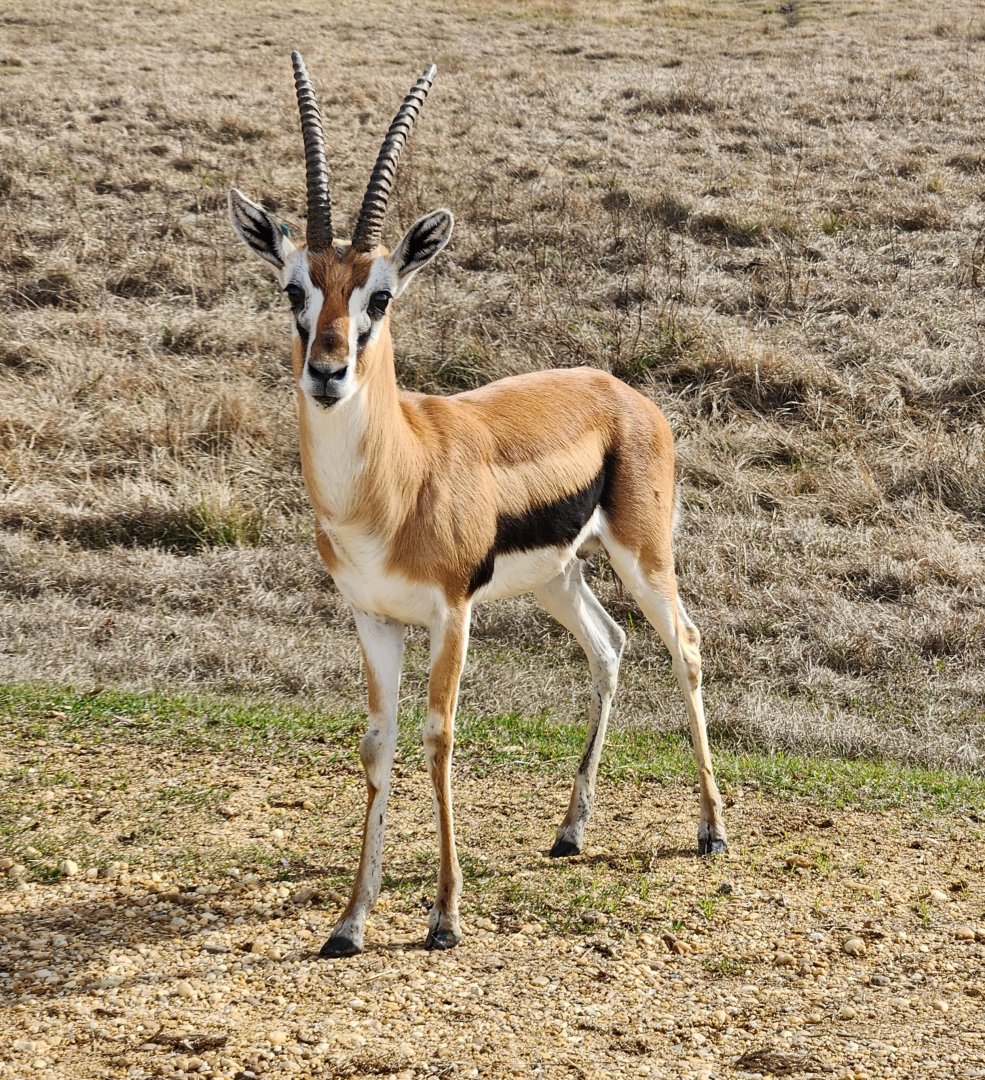 Alabama Safari Park - Thomson's Gazelle