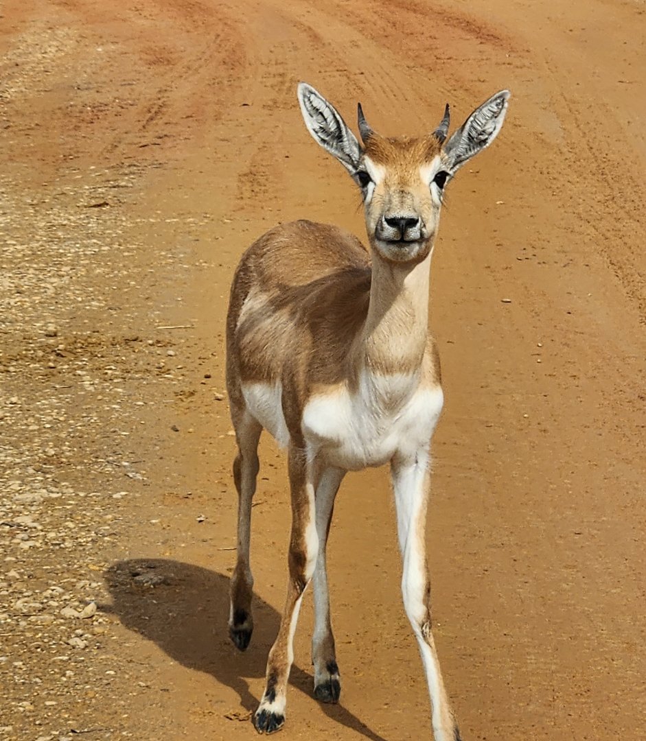 Alabama Safari Park - Young Blackbuck